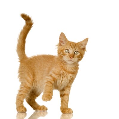 Ginger Cat chaton devant un fond blanc