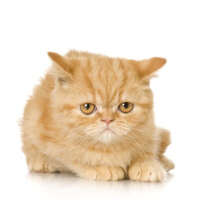Sticker  Ginger chaton persan de chat devant un fond blanc