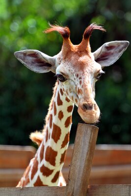 Girafe..