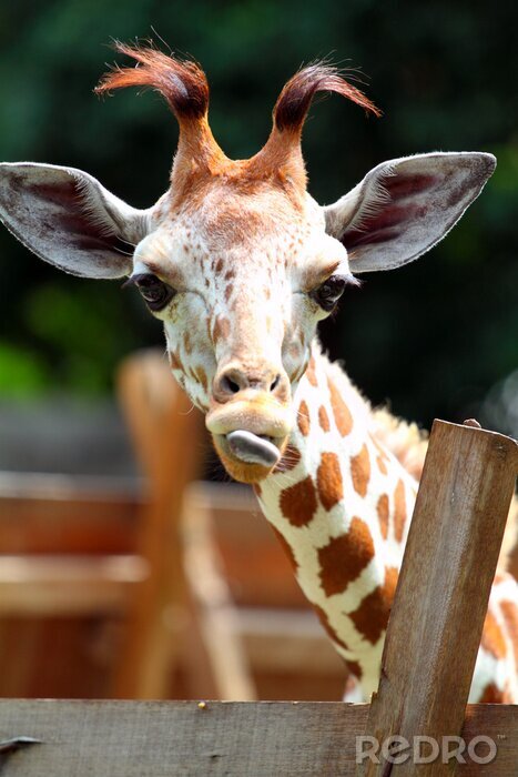 Sticker  Girafe..
