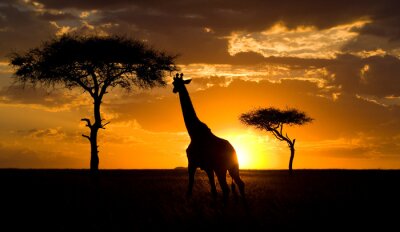 Sticker  Girafe au coucher du soleil dans la savane. Kenya. Tanzanie. Afrique de l'Est. Une excellente illustration.