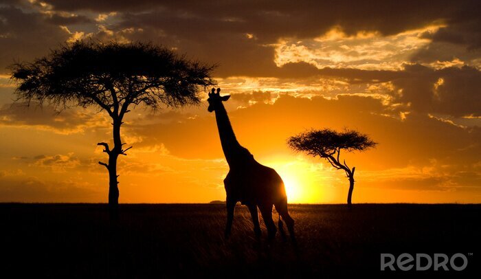 Sticker  Girafe au coucher du soleil dans la savane. Kenya. Tanzanie. Afrique de l'Est. Une excellente illustration.