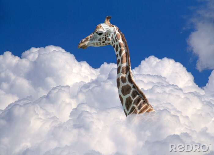 Sticker  Girafe au-dessus des nuages