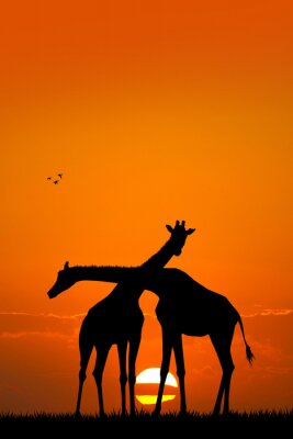 Girafe couple au coucher du soleil