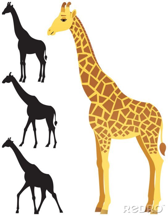 Sticker  Girafe / illustration de girafe sur fond blanc. 3 versions silhouettes incluses. Aucune transparence utilisée. Gradients de base (linéaires) utilisés.