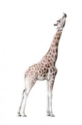 Sticker  Girafe isolé sur fond blanc