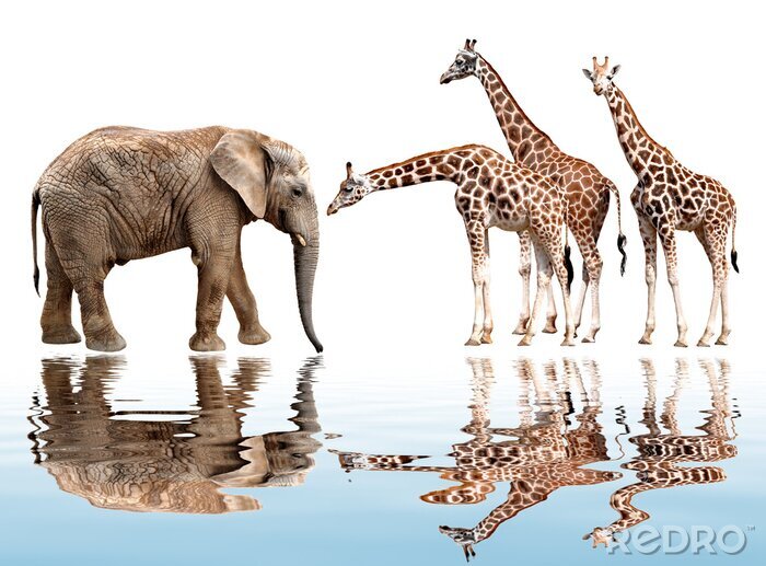 Sticker  girafes avec éléphant isolé sur blanc