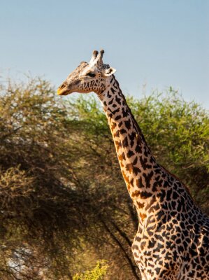 Sticker  Girafes dans le parc national de Tsavo Est, Kenya