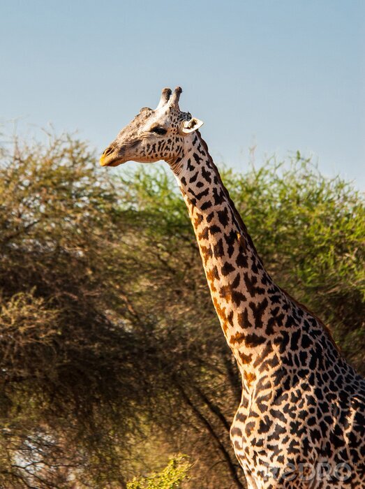 Sticker  Girafes dans le parc national de Tsavo Est, Kenya