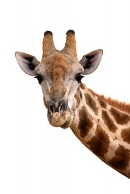 Sticker  Giraffe portrait