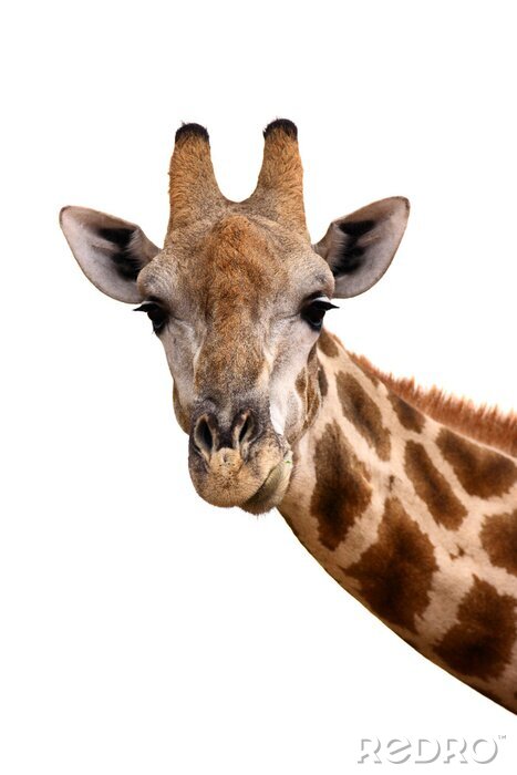 Sticker  Giraffe portrait