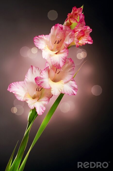 Sticker  Glaïeul Fleur d'automne Conception