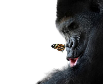 Sticker  gorille et l'amitié des animaux papillon