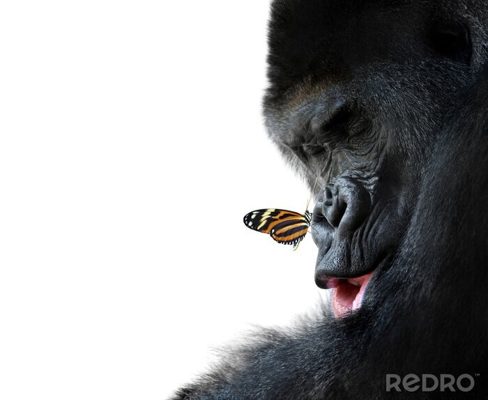 Sticker  gorille et l'amitié des animaux papillon