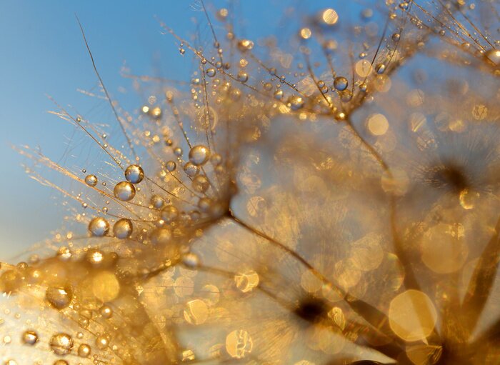 Sticker  Gouttes d'eau sur un pissenlit