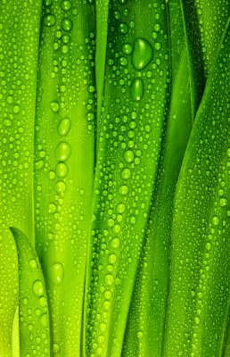 Sticker  Gouttes de rosée sur de l'herbe verte