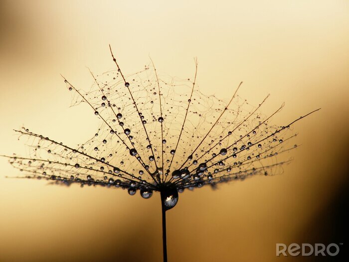 Sticker  graine de pissenlit