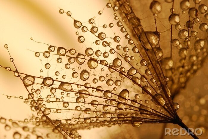 Sticker  Graines de pissenlit oranges