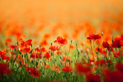 Grand champ de coquelicots