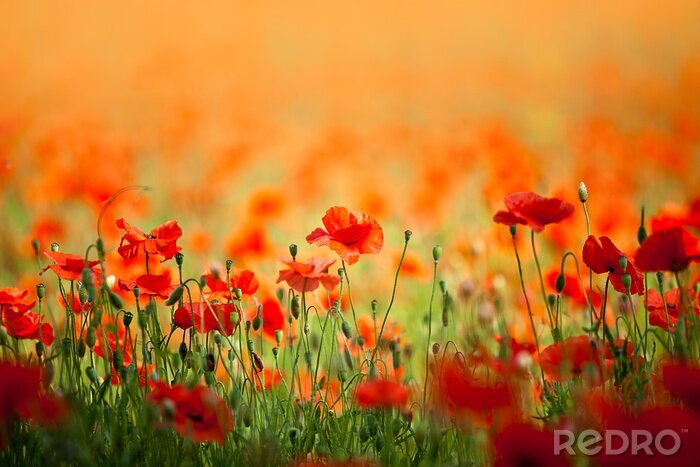 Sticker  Grand champ de coquelicots