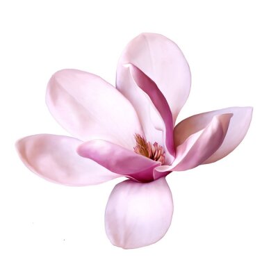 Grand magnolia sur fond blanc