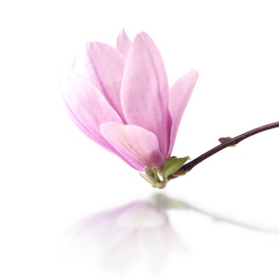 Grande fleur de magnolia