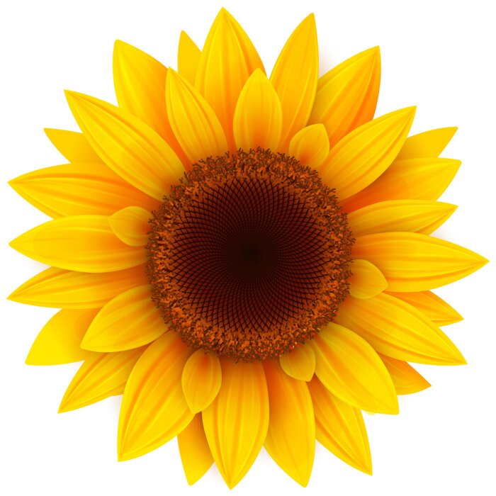 Sticker  Grande fleur de tournesol