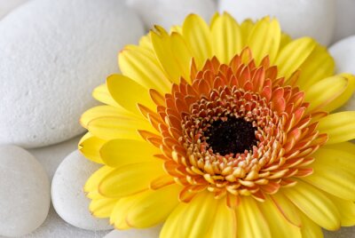 Sticker  Grande fleur jaune sur des pierres