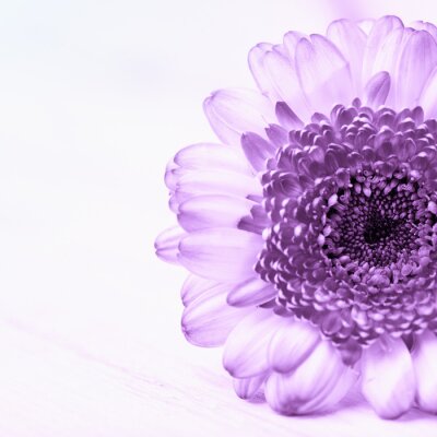 Sticker  Grande fleur violette
