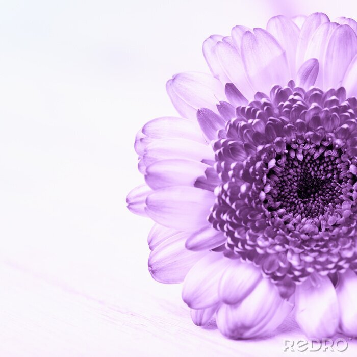 Sticker  Grande fleur violette