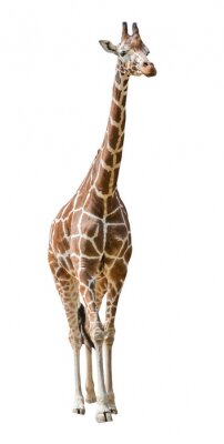 Sticker  grande girafe isolé sur blanc