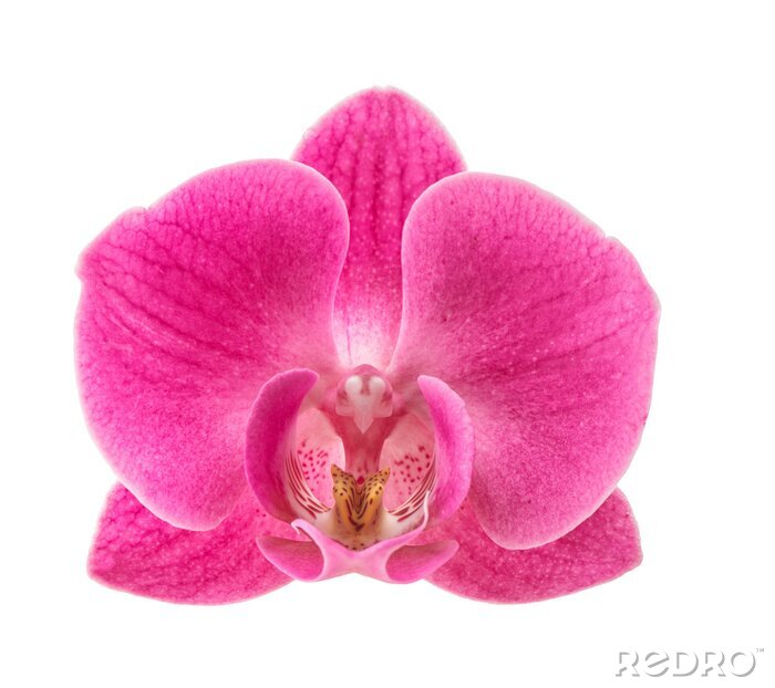 Sticker  Grande orchidée rose