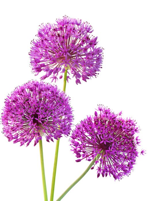 Sticker  Grandes fleurs ajourées