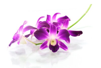 Sticker  Grandes fleurs d'orchidées violettes