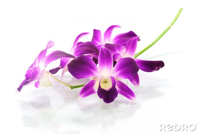 Sticker  Grandes fleurs d'orchidées violettes