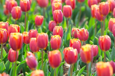 Sticker  Grandes fleurs de tulipe