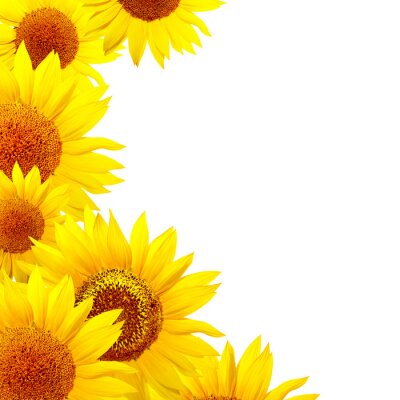 Sticker  Grandes fleurs jaunes