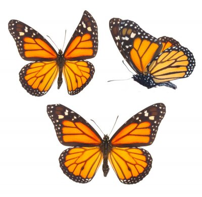 Sticker  Grands papillons jaunes