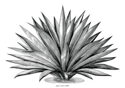 Sticker  Graphiques montrant un agave étalé