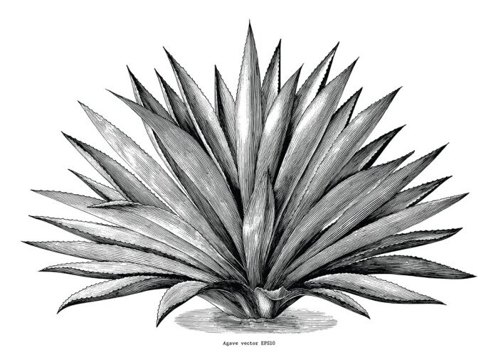 Sticker  Graphiques montrant un agave étalé