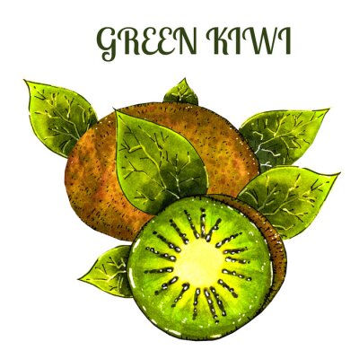 Sticker  Green kiwi fruit with slice isolated on white. Realistic hand drawn kiwi fruit .