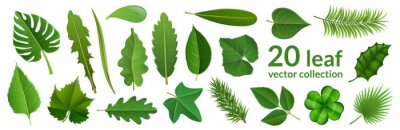 Sticker  Green leaf collection including 20 type of different leaf design, tropical, flower and fruit leaves. Vector illustration, isolated on white, for nature, eco and summer design