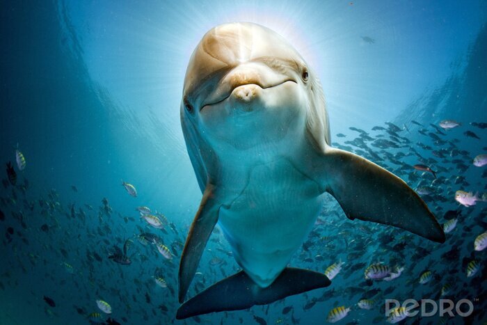 Sticker  Gros plan d'un dauphin