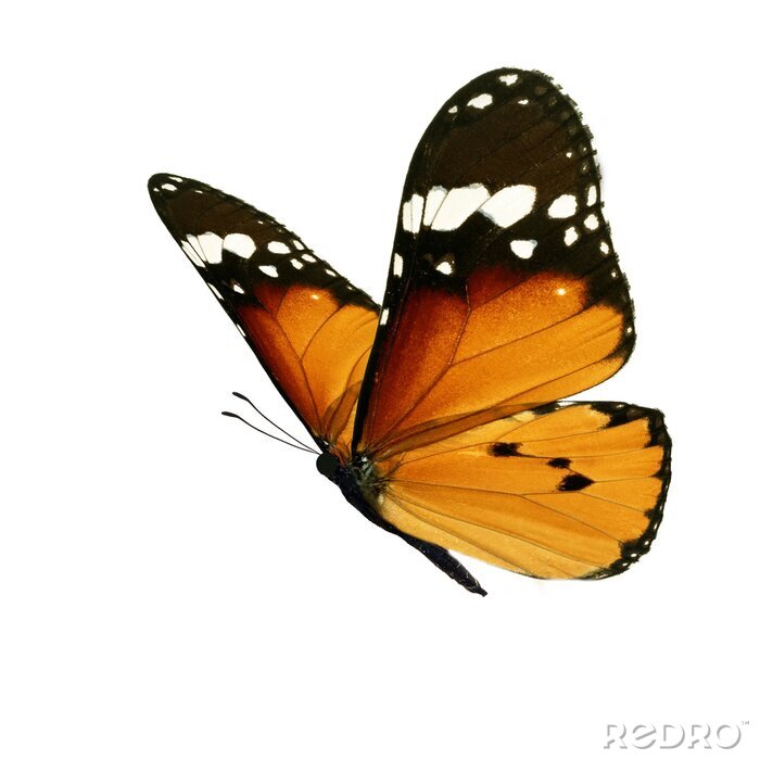 Sticker  Gros plan d'un papillon orange-noir en vol