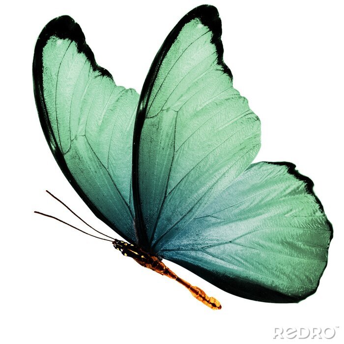 Sticker  Gros plan d'un papillon vert volant