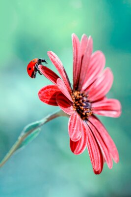 Sticker  Gros plan d'une coccinelle sur une fleur rouge