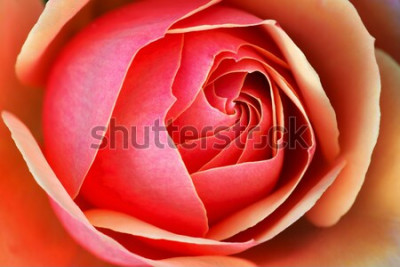 Sticker  gros plan, de, a, rose rose