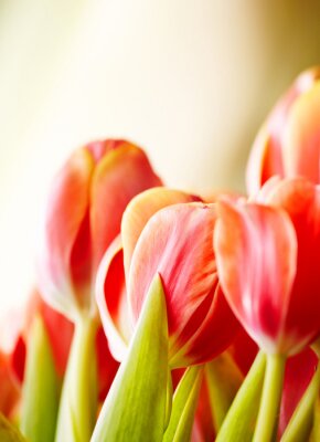 Sticker  Gros plan de fleurs rouges