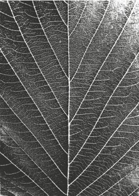 Sticker  Gros plan de la structure des feuilles en photographie noir et blanc