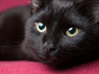 Sticker  Gros plan des yeux verts d'un chat